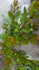 Sageretia