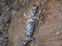 Draco maculatus
