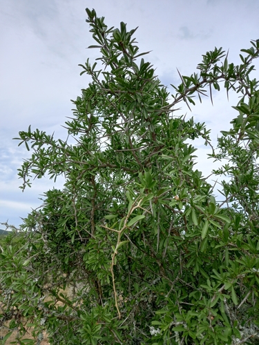 Gymnosporia polyacantha (Gymnosporia polyacantha)