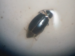 Phyllotreta pusilla