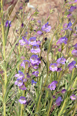Penstemon ophianthus
