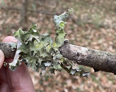 Parmotrema subrigidum