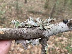 Parmotrema subrigidum