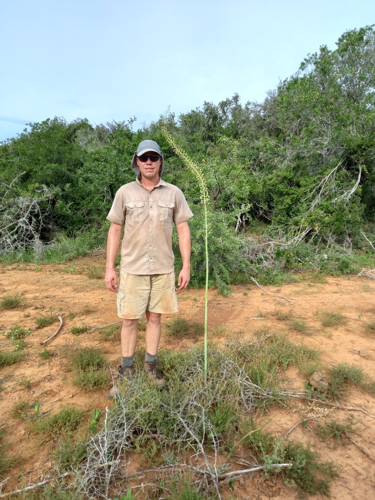 Drimia altissima, Addo Elephant National Park, ZA-EC-CC, ZA-EC, ZA