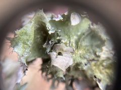 Parmotrema subrigidum