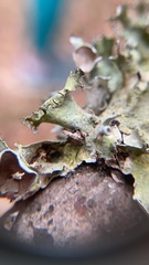 Parmotrema subrigidum