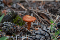 Bonomyces sinopicus
