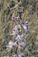 Delphinium wootonii
