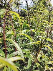 Aloysia citrodora