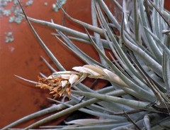 Tillandsia ixioides