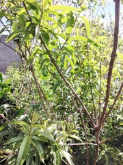 Aloysia citrodora