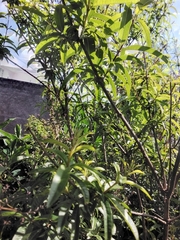 Aloysia citrodora