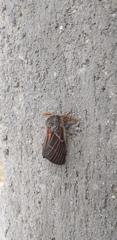 Hemileuca rubridorsa