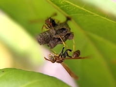 Mischocyttarus phthisicus