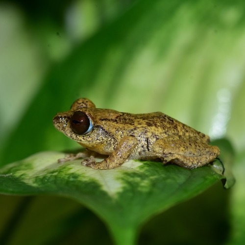 Sushil's Bushfrog, Raorchestes sushili