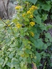 Cape-Ivy - Photo (c) Pedro Beja, some rights reserved (CC BY-NC), uploaded by Pedro Beja