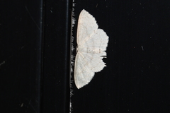 Cyclophora pendulinaria