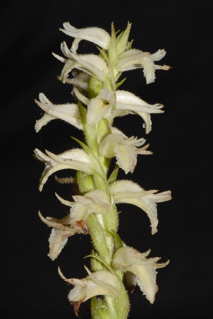 Marsh Ladies' Tresses
