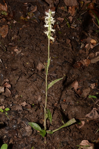 Marsh lady's tresses (Spiranthes odorata)