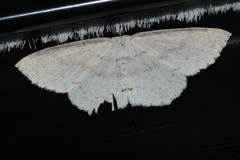 Cyclophora pendulinaria