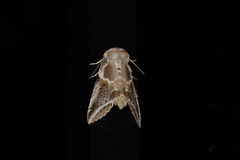 Habrosyne scripta