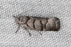 Lichenaula onychodes