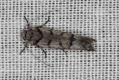 Lichenaula onychodes
