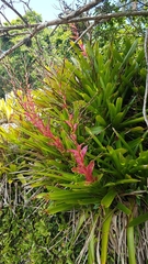 Vriesea philippocoburgi