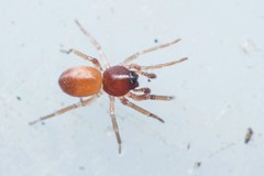 Trachelas minor