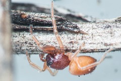 Trachelas minor