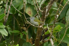 Euphonia jamaica