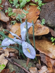 Iris histrio