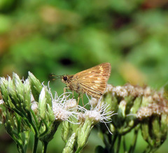 Vehilius celeus
