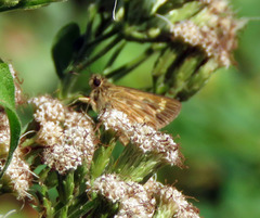 Vehilius celeus