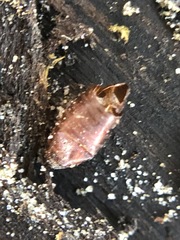 Pterygota