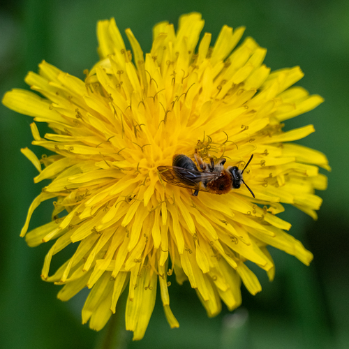Early Mining Bee