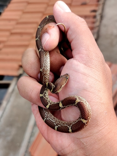 Colombo Wolf Snake [anamallensis], Lycodon fasciolatus