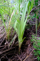 Hypoxis galpinii