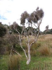 Olearia lineata