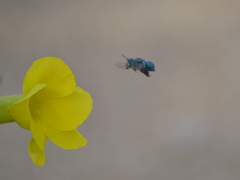 Euglossa viridissima