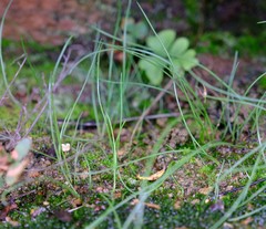 Drimia uniflora
