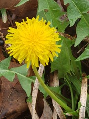 Taraxacum officinale