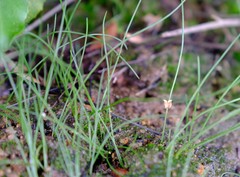 Drimia uniflora