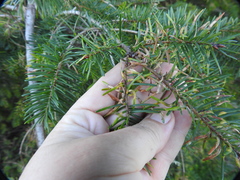 Contarinia pseudotsugae