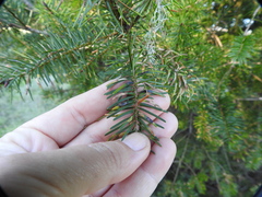 Contarinia pseudotsugae