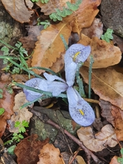 Iris histrio