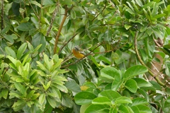 Spindalis nigricephala