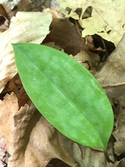 Erythronium americanum