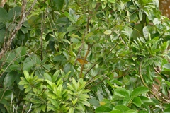 Spindalis nigricephala