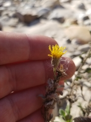 Heterotheca sessiliflora ssp. fastigiata